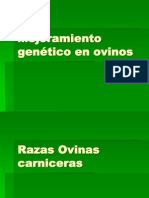 Mejoramiento Genético en Ovinos Razas