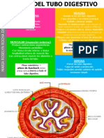 Capas Tubo Digestivo