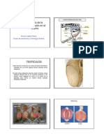 19 - Anatomia de La Reproduccion en El Macho