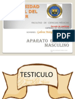 Aparato Genital Masculino