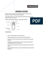 Urinary System.docx