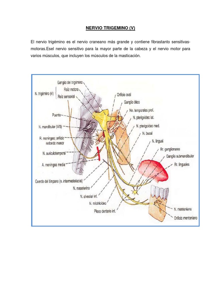NERVIO TRIGEMINO Cabeza y cuello humanos Anatomía humana