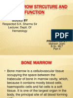 Bone Marrow 