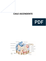 Caile Ascendente