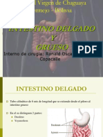 Antomia de Intestino Delgado y Grueso