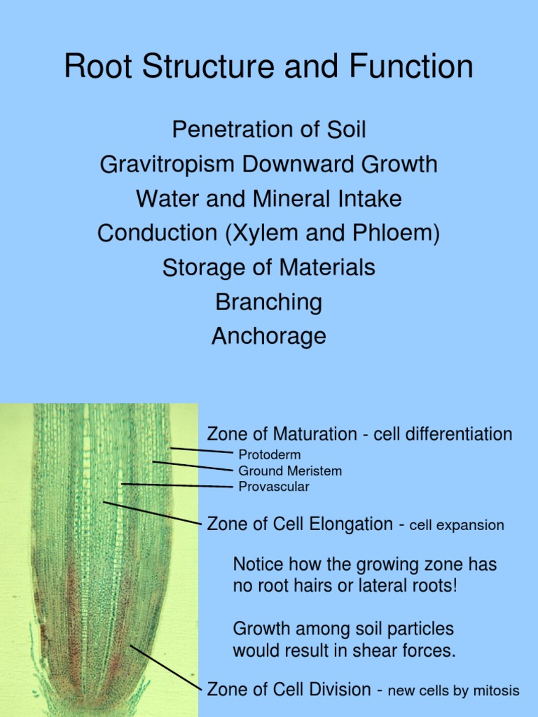 Root Structure and Function | PDF | Root | Plant Stem