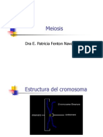 2 2 Meiosis