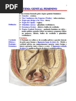 ANATOMIA II - Sistema Genital Feminino