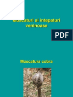 Muscaturi Si Intepaturi Veninoase