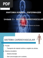 Anatomia Enf - Aula 8 (1)