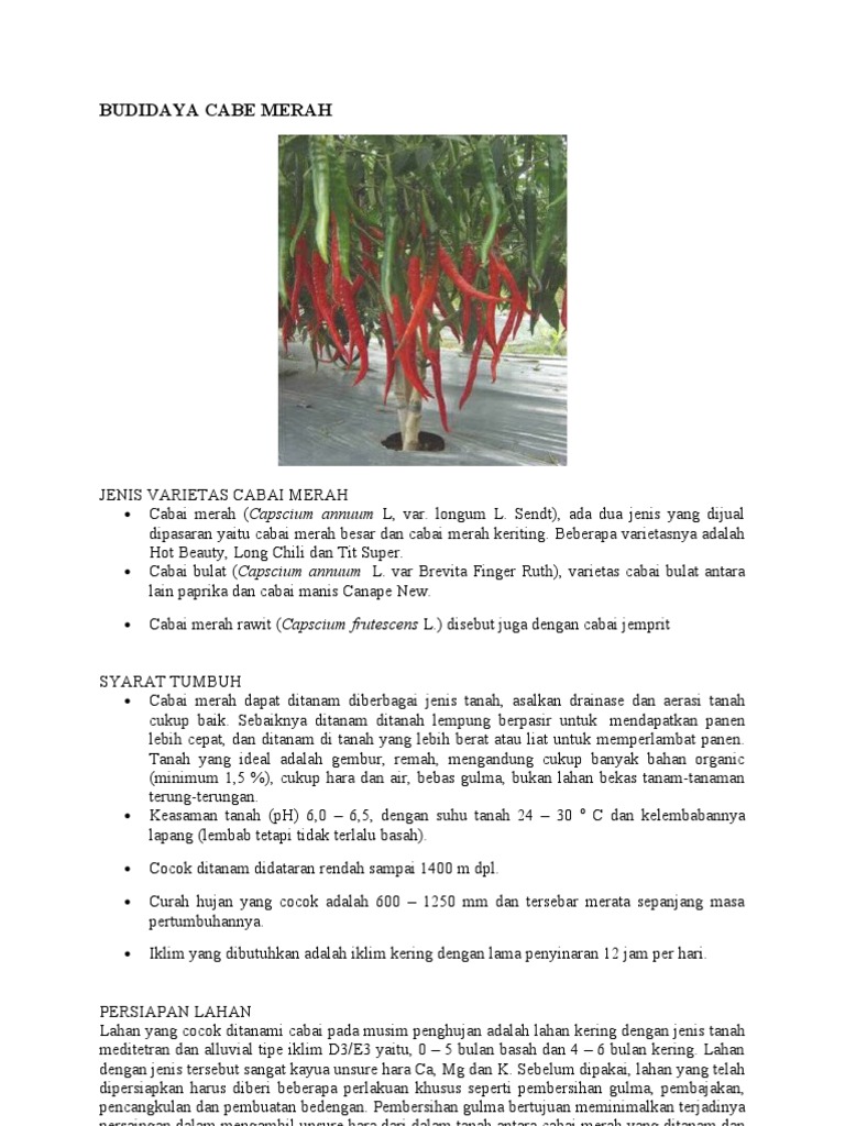 Budidaya Cabe Merah