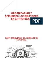 Modulo II - Organizacion y Locomocion Original (Modo de Compatibilidad)