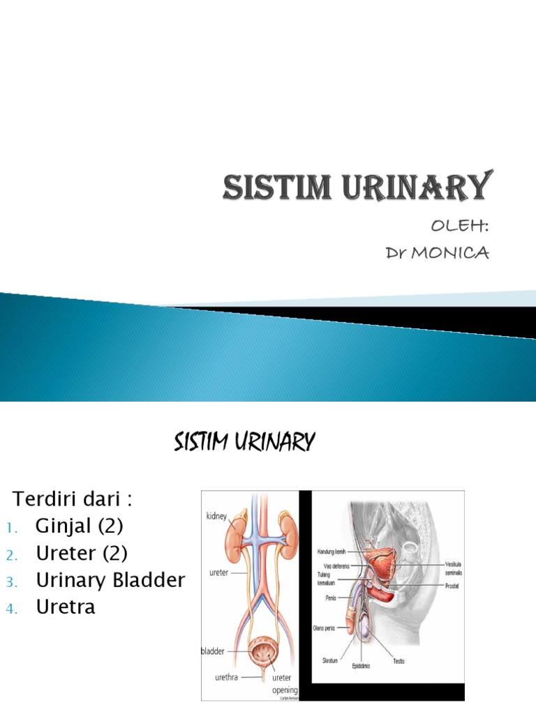 Sistim Urinary | PDF