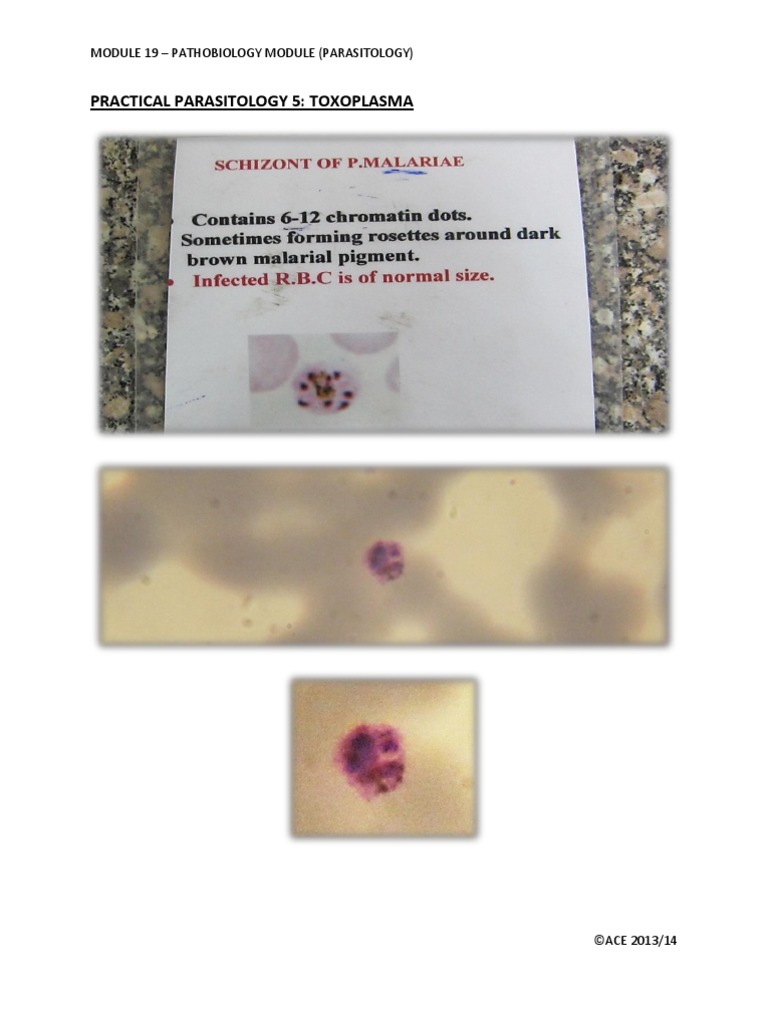 Practical Parasitology 5 | PDF
