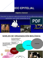 Tejido Epitelial PDF