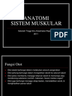 Anatomi Sistem Muskular