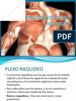 FISIOLOGIA DEL PLEXO RAQUIDEO.pptx