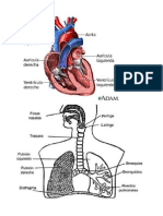 Corazon y Pulmones