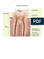 El Diente y Sus Partes