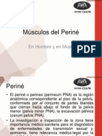 Músculos Del Periné