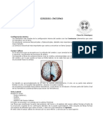 Cerebro_Conf interna.pdf