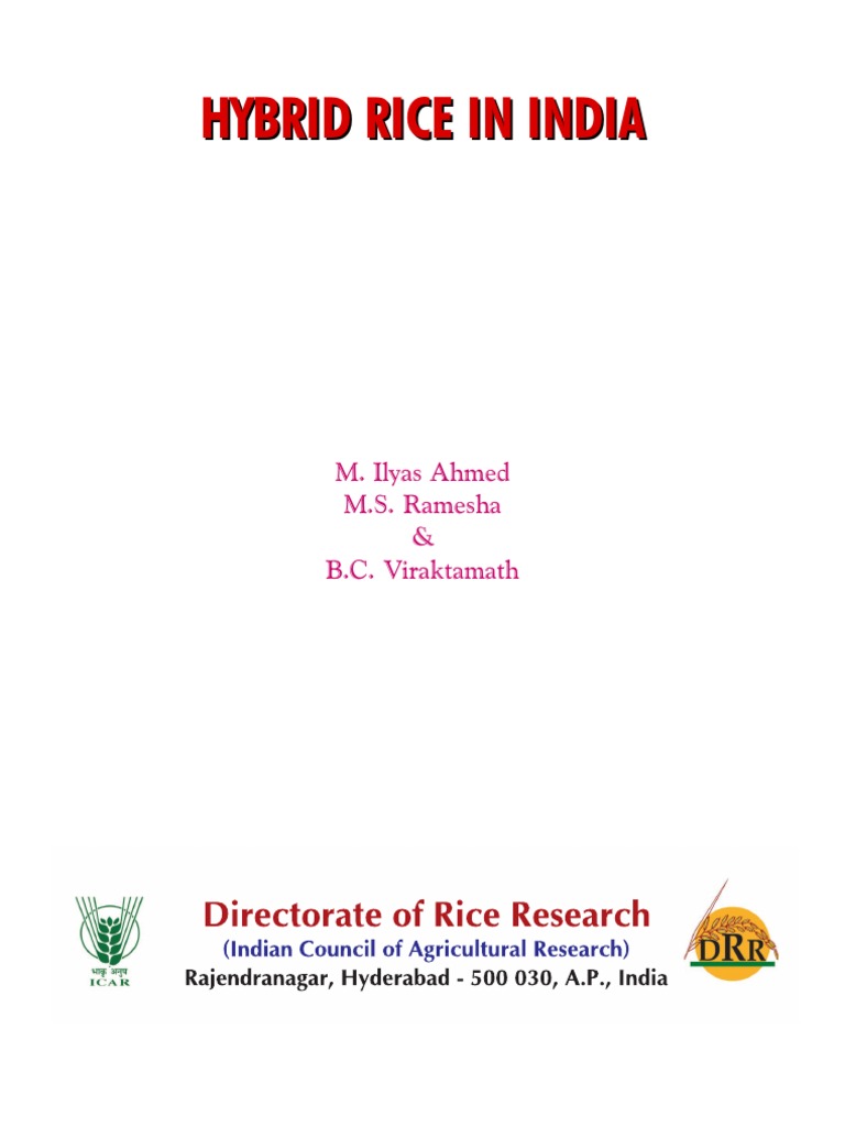 Hybrid Rice Varieties in India | PDF | Rice | Plant Nursery