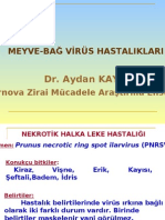 Meyve Bag Virus