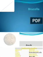 Brucella