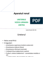 Aparatul Renal 2