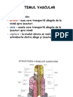 Sistemul Vascular - Artere