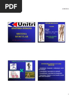 Sistema Muscular