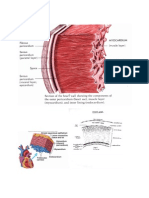 Histology Jantung