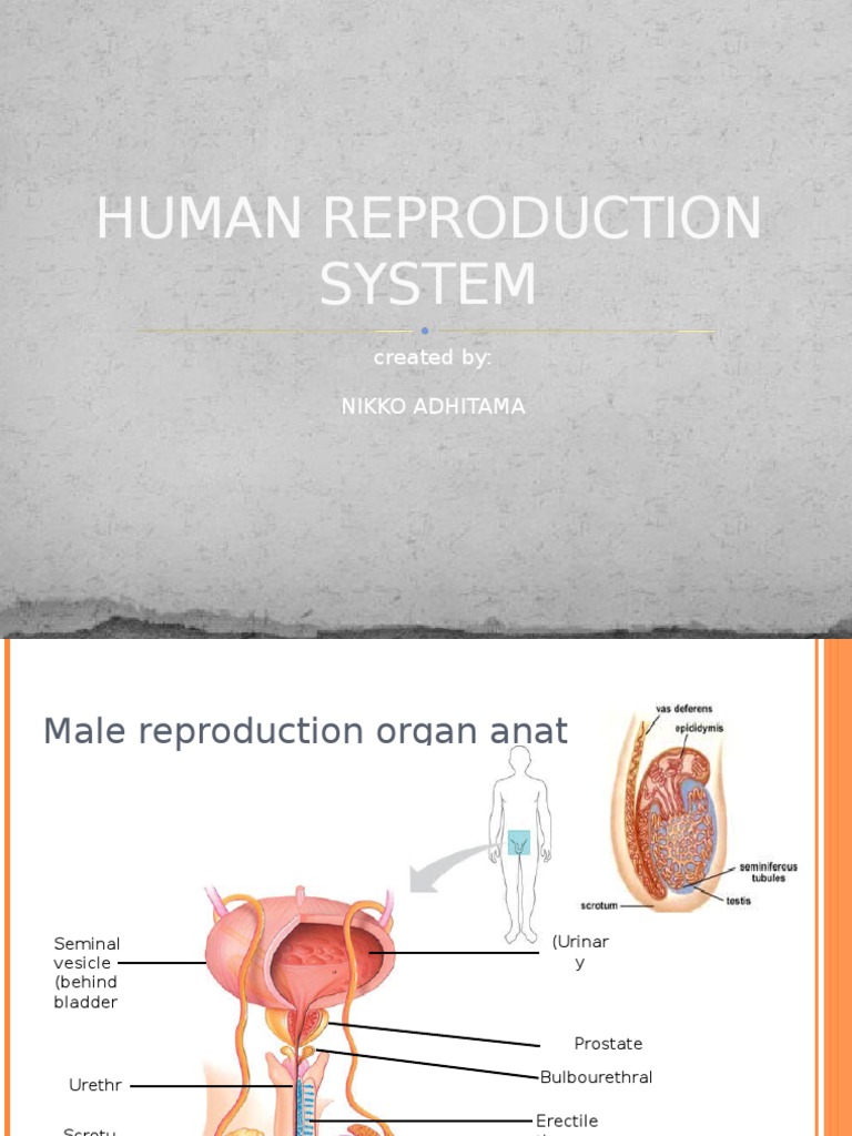 Human Reproductive System Anatomy | PDF | Menstrual Cycle | Luteinizing ...