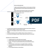 Desarrollo Embriológico Sistema Nervioso