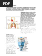 SISTEMA RESPIRATÓRIO