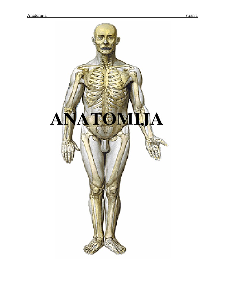 Anatomija Zapiski | PDF