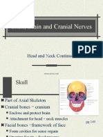 Skull, Brain, CN