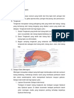 Anatomi Dan Fisiologi Kepala