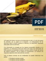Anfibios_sistema_nervioso.pptx