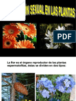 Reproduccion Sexual de Las Plantas