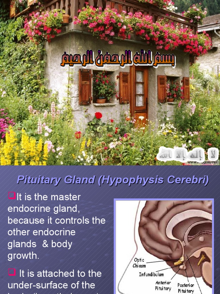 Pituitary Gland | PDF | Pituitary Gland | Luteinizing Hormone