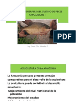 Cultivo de peces amazónicos en Perú