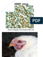 AI Photos, Avian Influenza