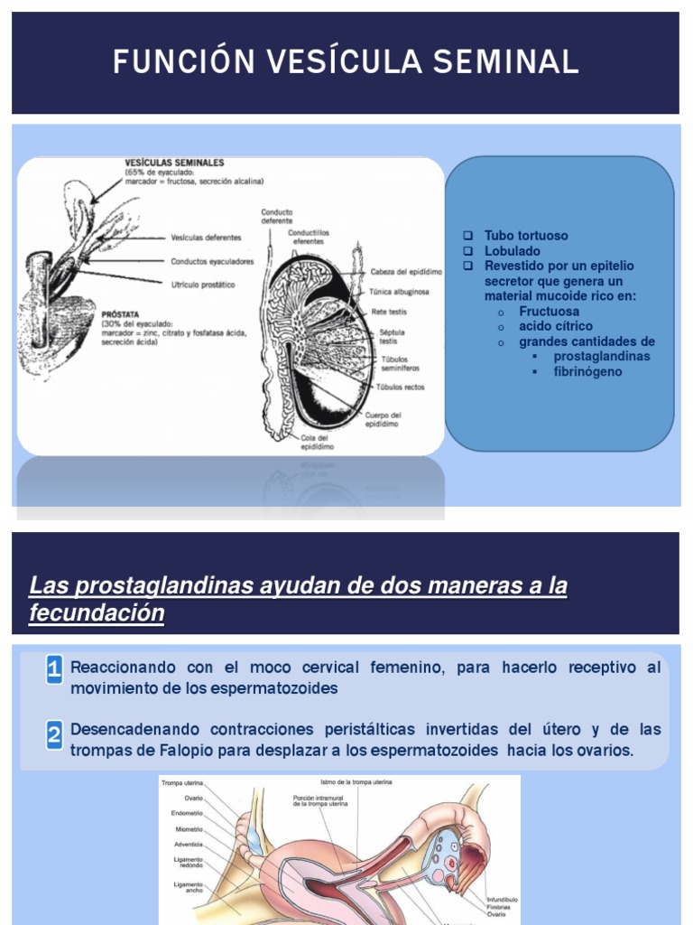 Función de la vesícula seminal | PDF | Salud y bienestar