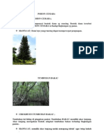 Download Tumbuhan cemara by Indha Nica Maharani SN148958831 doc pdf
