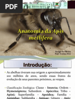Anatomia da Apis mellifera