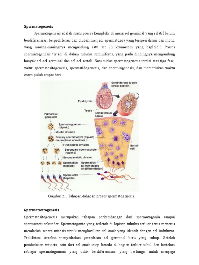 Kichik sik va katta kokraklar
