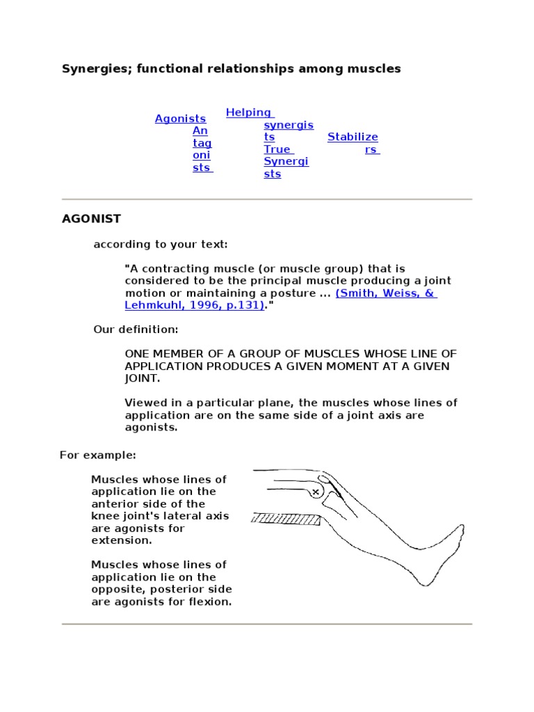 Muscle Synergies and Functional Relationships | PDF