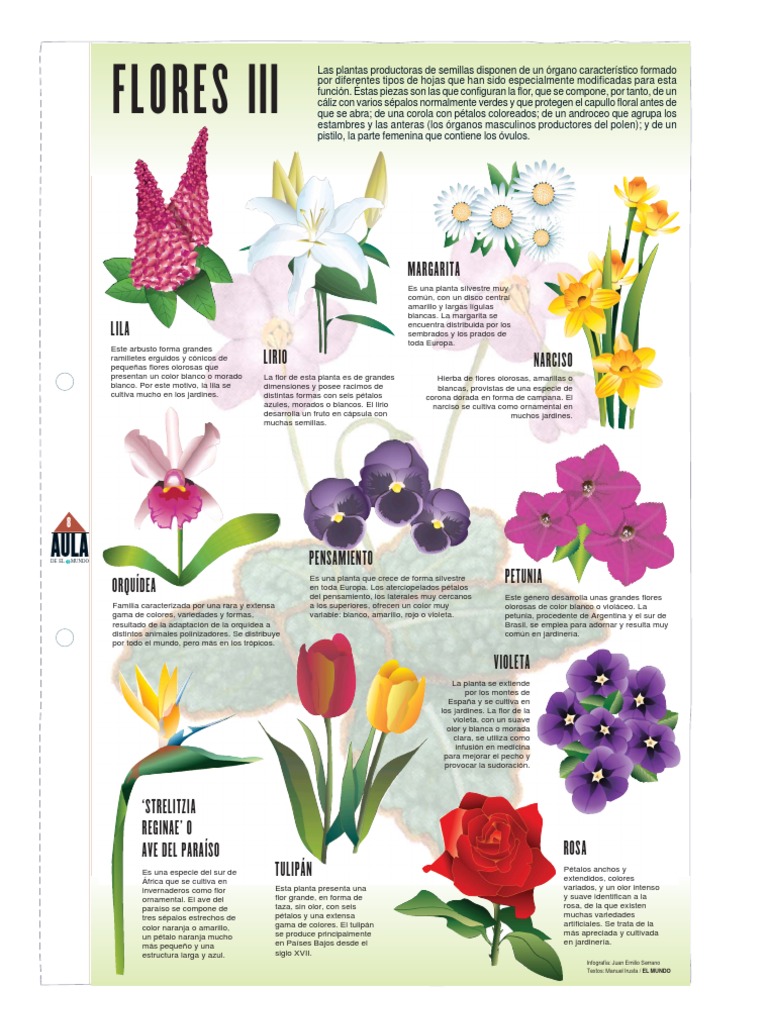 Flores III | PDF | Orchidaceae | Jardinería