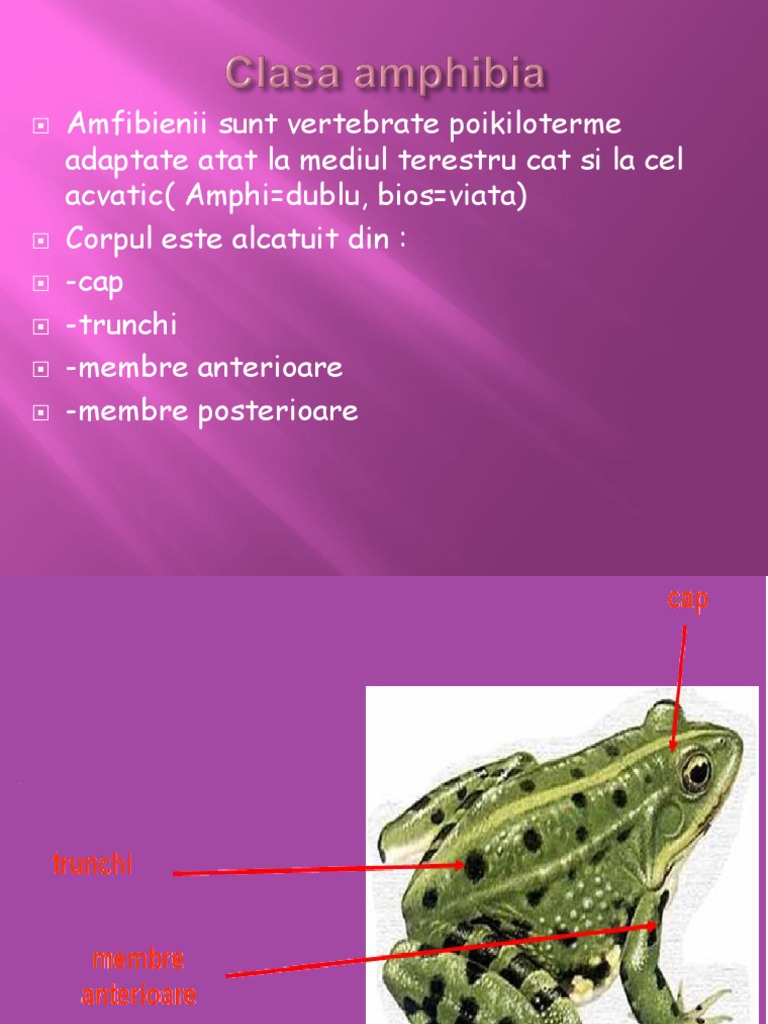 Clasa Amphibia | PDF